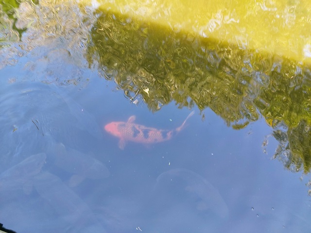 호수내 잉어 향어